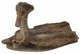 Fossil Hadrosaur (Edmontosaurus) Mandible Bone - South Dakota #192546-1
